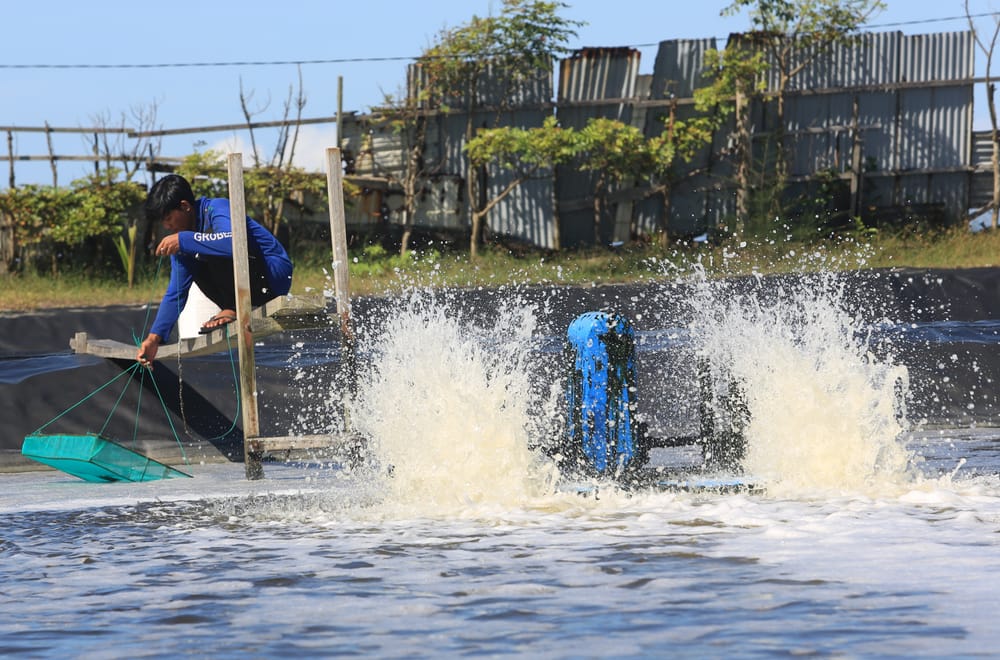Radiasi Goyang Industri Udang (2)