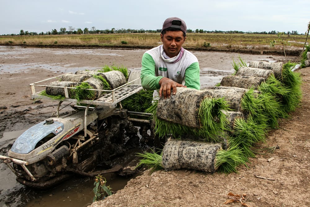 Berbagai Upaya Wujudkan Swasembada Pangan