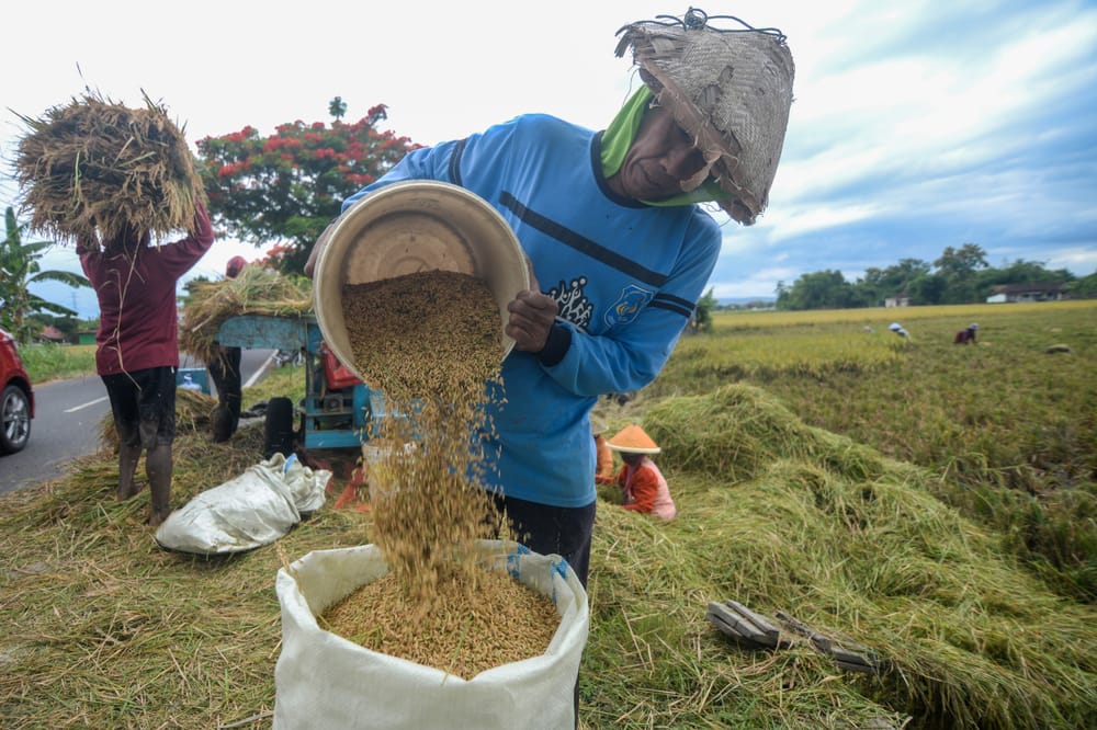 Inovasi Sepanjang Rantai Pasok Jadi Solusi Angkat Kesejahteraan Petani