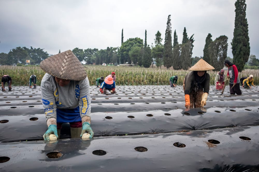 Dampak ICA-CEPA, Kanada Perluas Kerjasama Agrifood dengan Indonesia