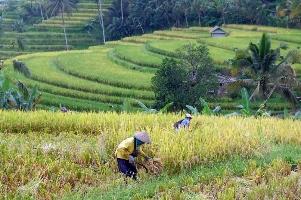 Agriculture and Plantation Outlook 2026: Optimism Driven by Increased Production of Strategic Commodities