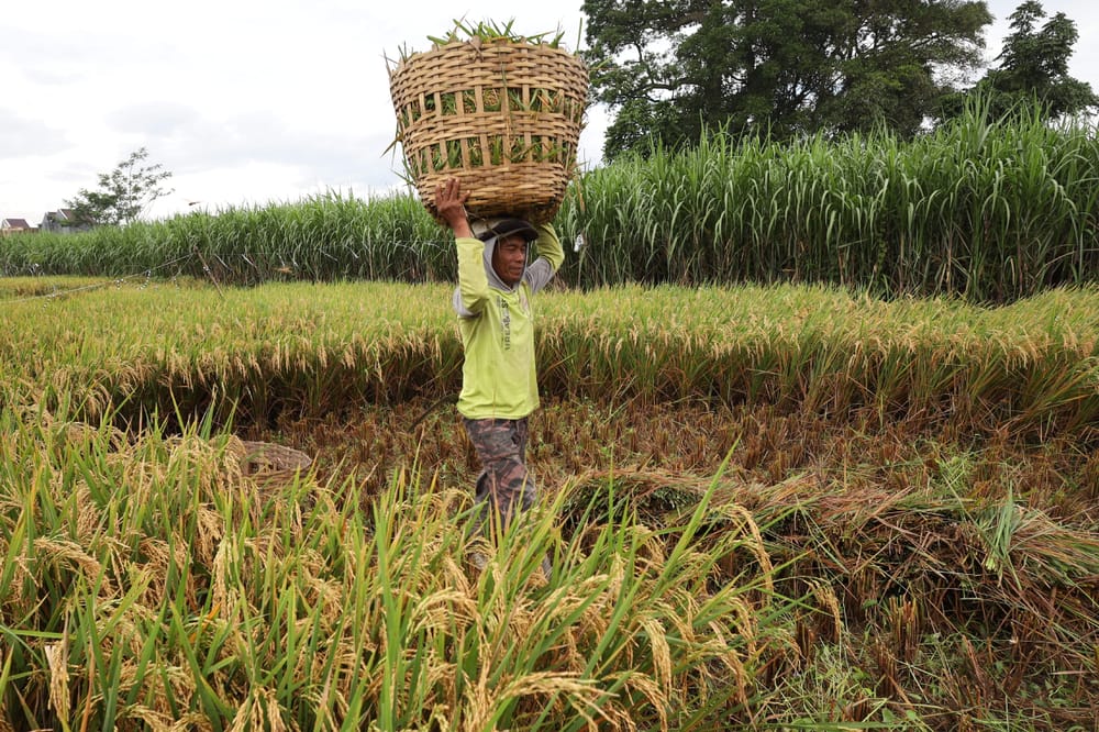 Antisipasi Potensi Krisis Pangan karena Perang dan El Nino, Indonesia Perlu Jaga Ketahanan Pangan