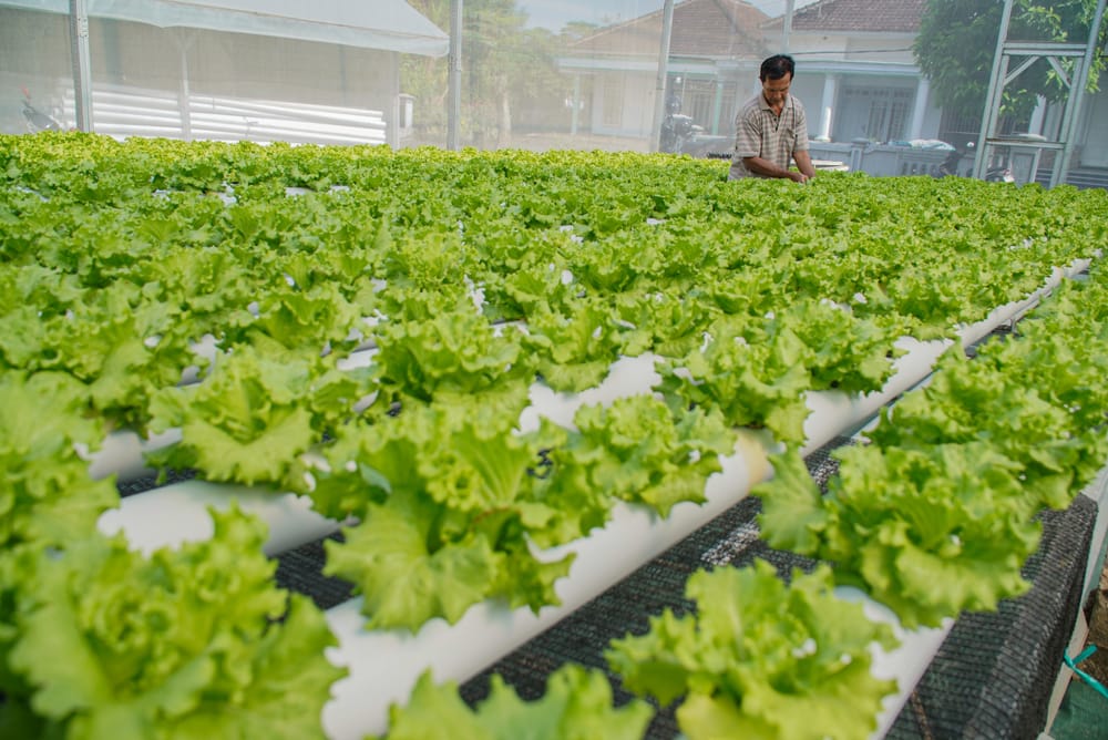 Intensifikasi Kunci Melawan Godzilla