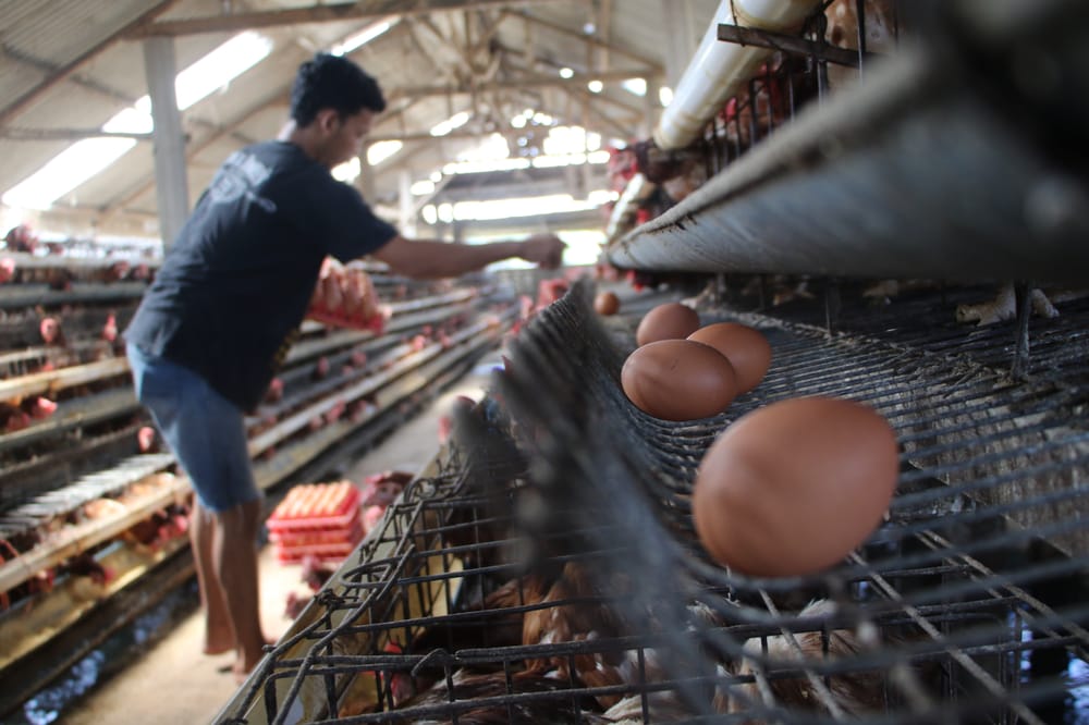 Peternak Minta Pemerintah Stabilkan Harga Telur Nasional