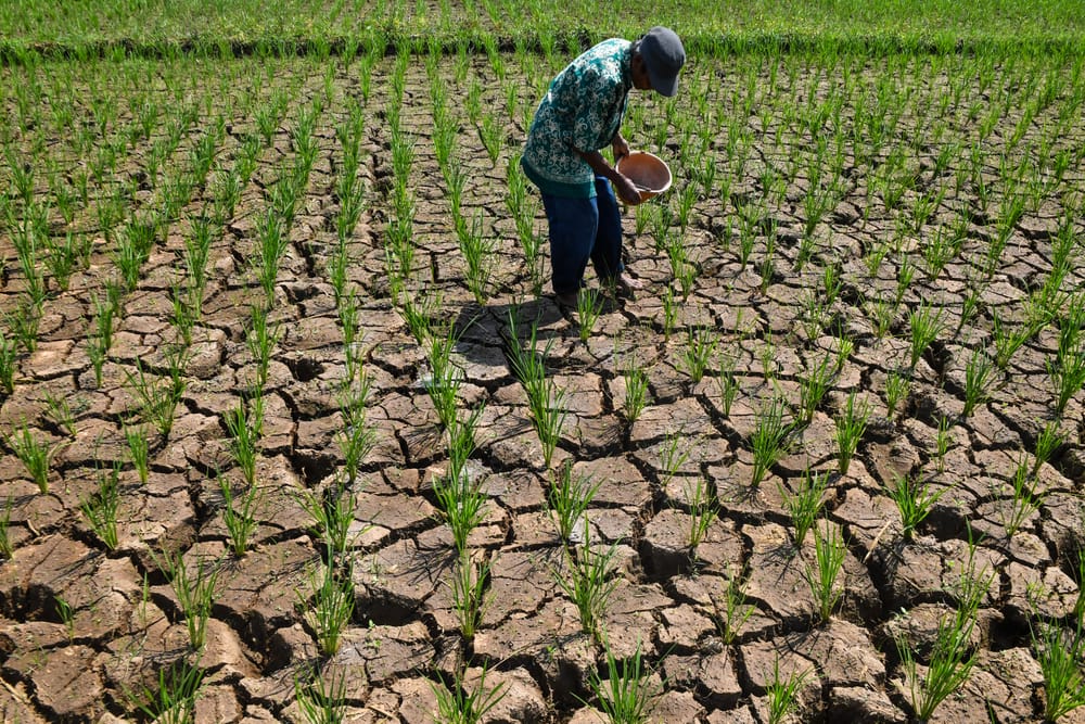 Pakar Beberkan Strategi Hadapi Kekeringan Agustus
