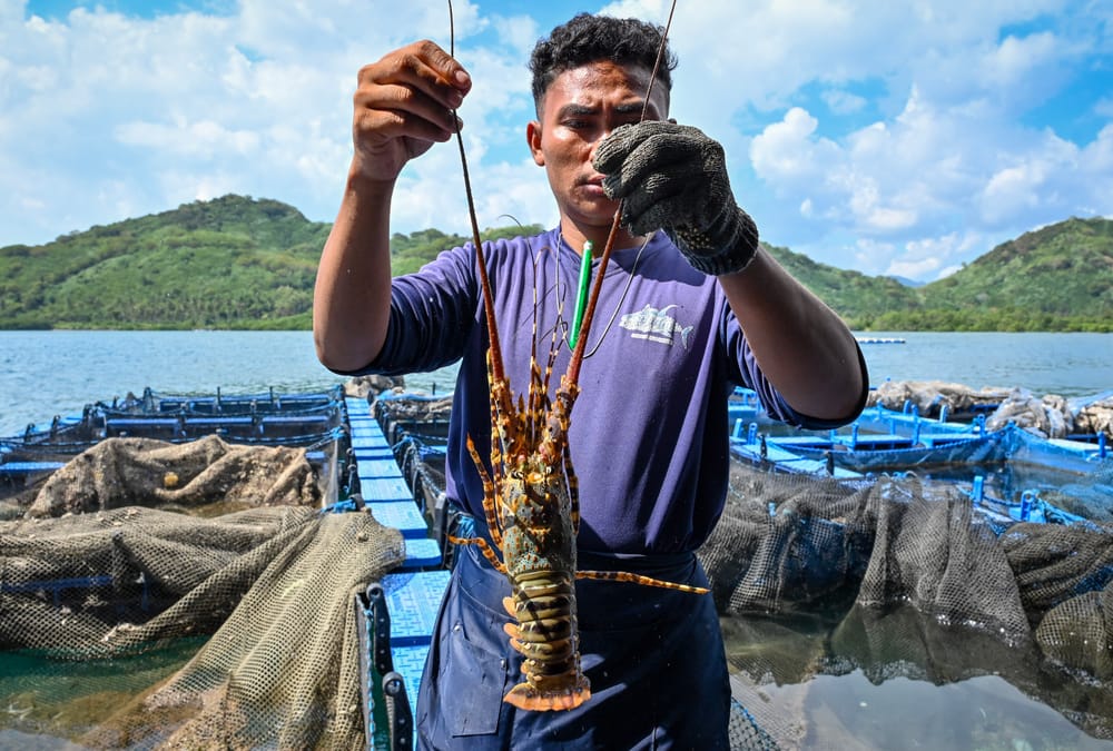 Bocor Rp16 Triliun, Ini Strategi Perbaiki Tata Kelola Niaga Benur