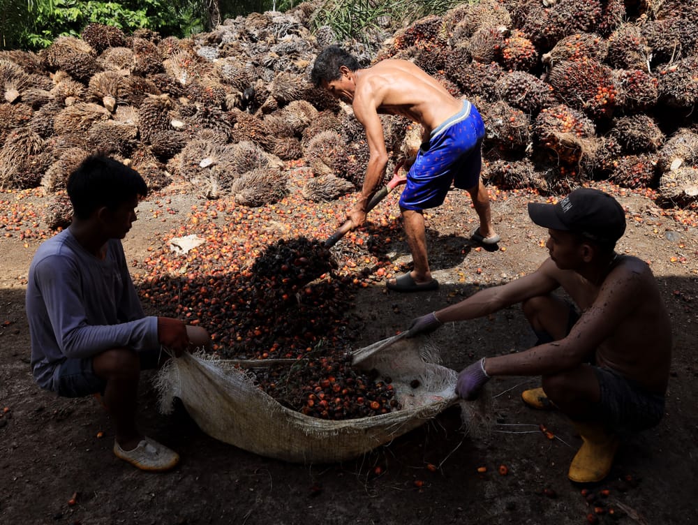 Mendorong Koperasi Terjun ke Industri Hilir Sawit