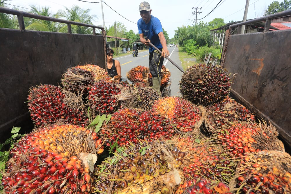 Biomaterial Kelapa Sawit buat Industri Pertahanan hingga Konstruksi