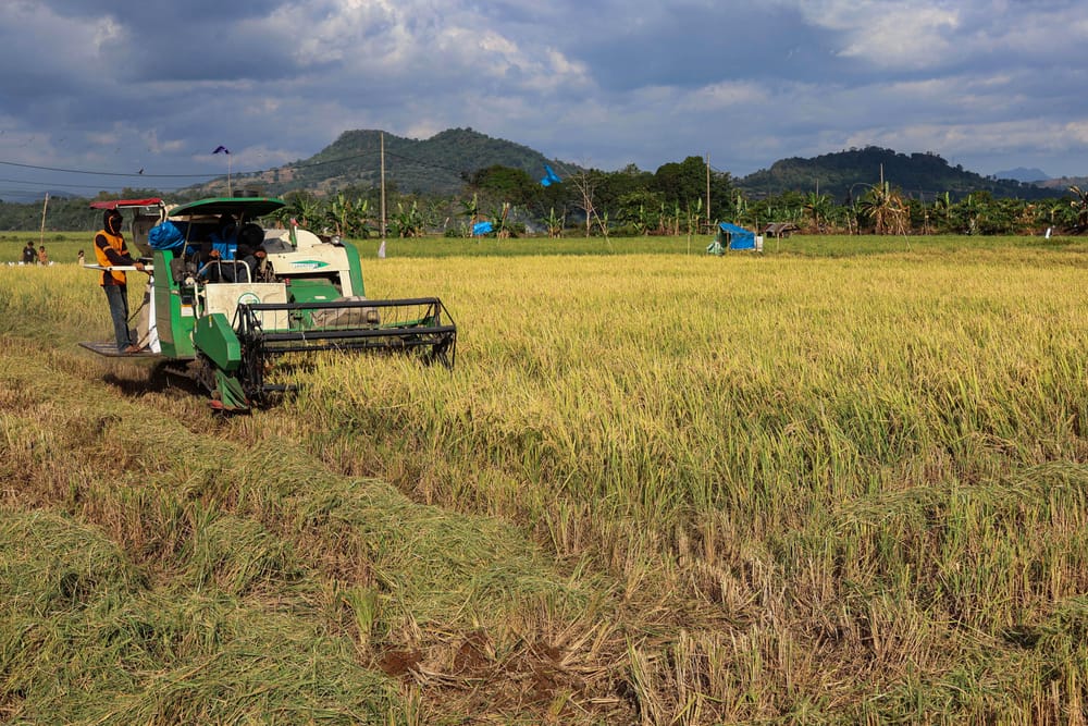 Menakar Ketahanan Pangan di Ujung Musim Kering El Nino