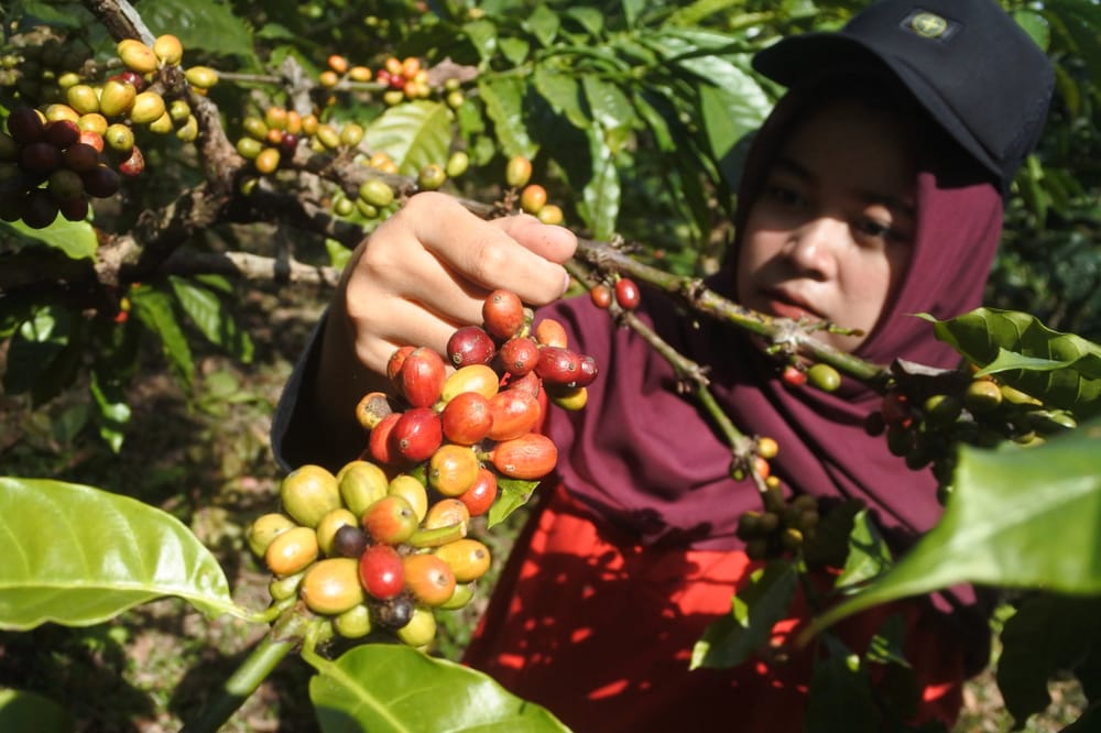 Traceability, Ekspor Kopi Lancar Kualitas Terjaga