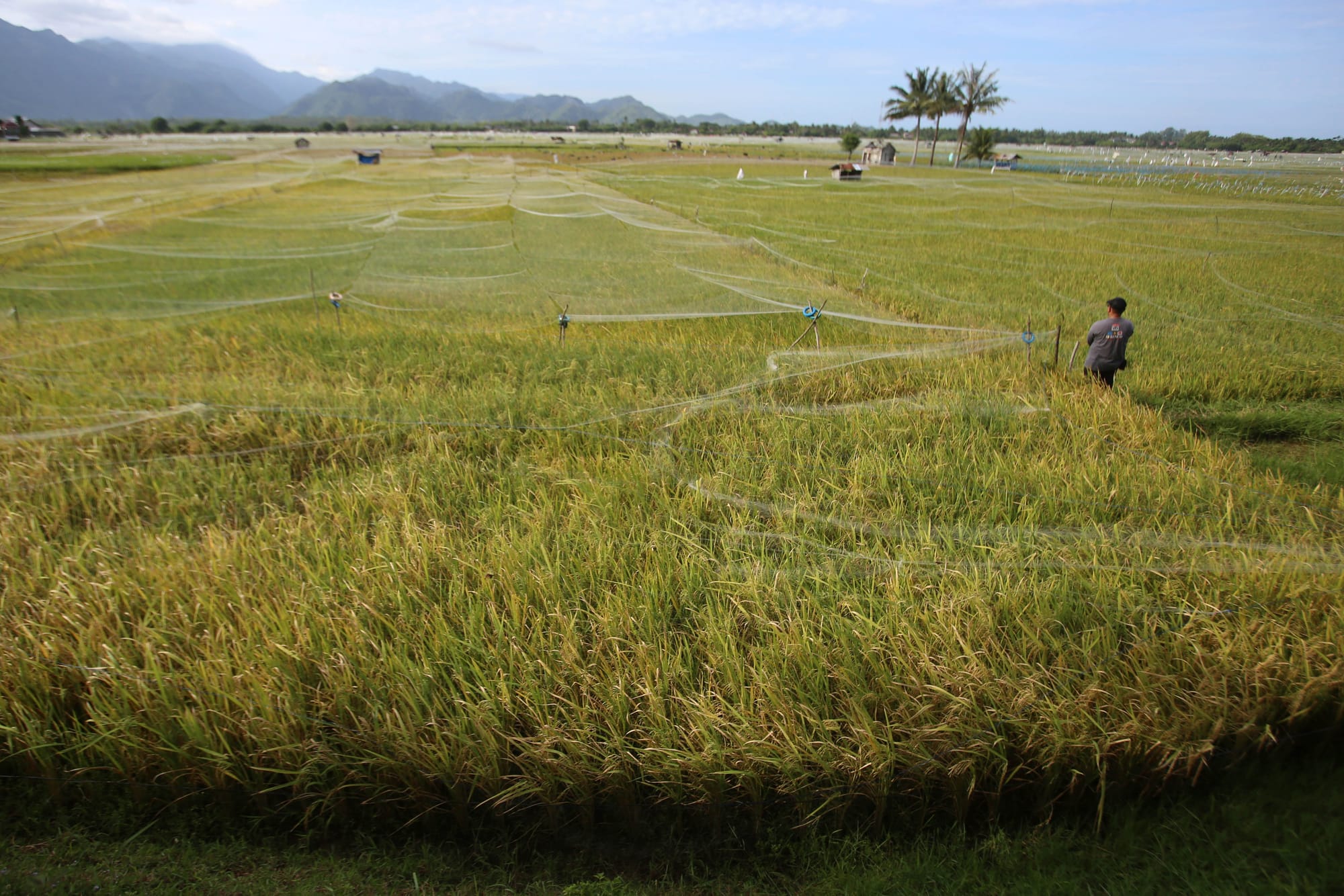 Sejahterakan Petani, Ketahanan Pangan Terpenuhi