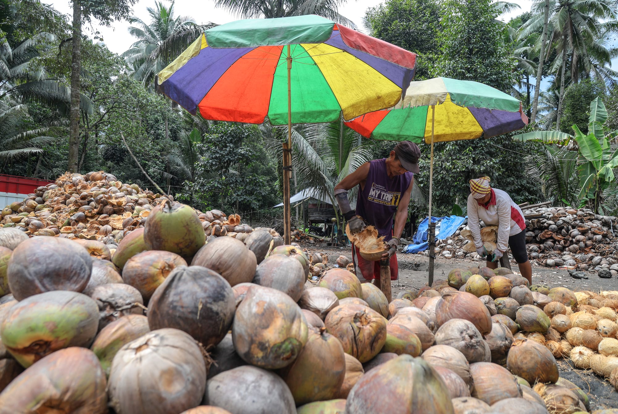 Hilirisasi Kelapa Berpotensi Hasilkan Rp 400 Triliun dan Serap Jutaan Pekerja
