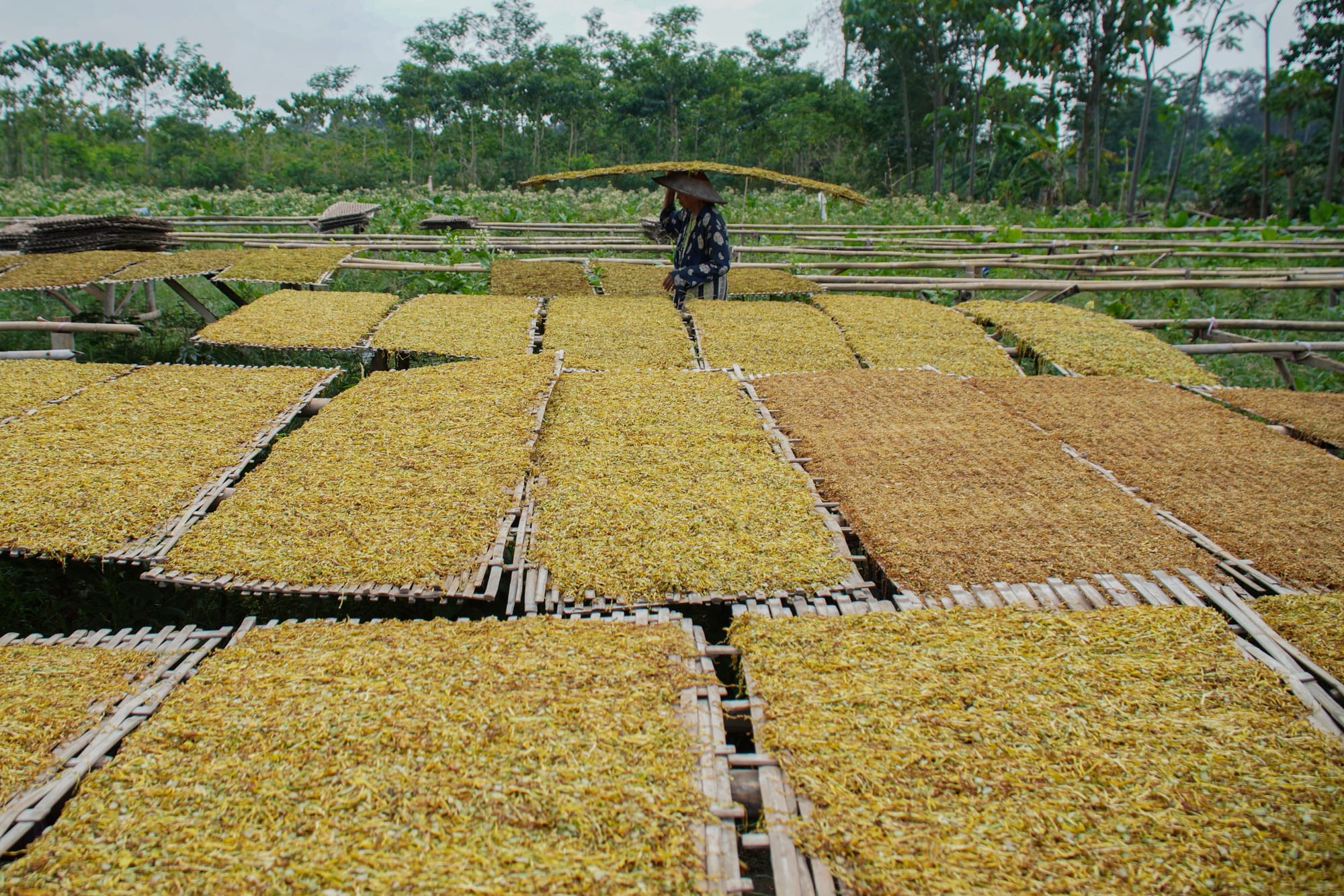 Demi Industri Padat Karya, Dunia Usaha Minta Tarif Cukai Tidak Naik