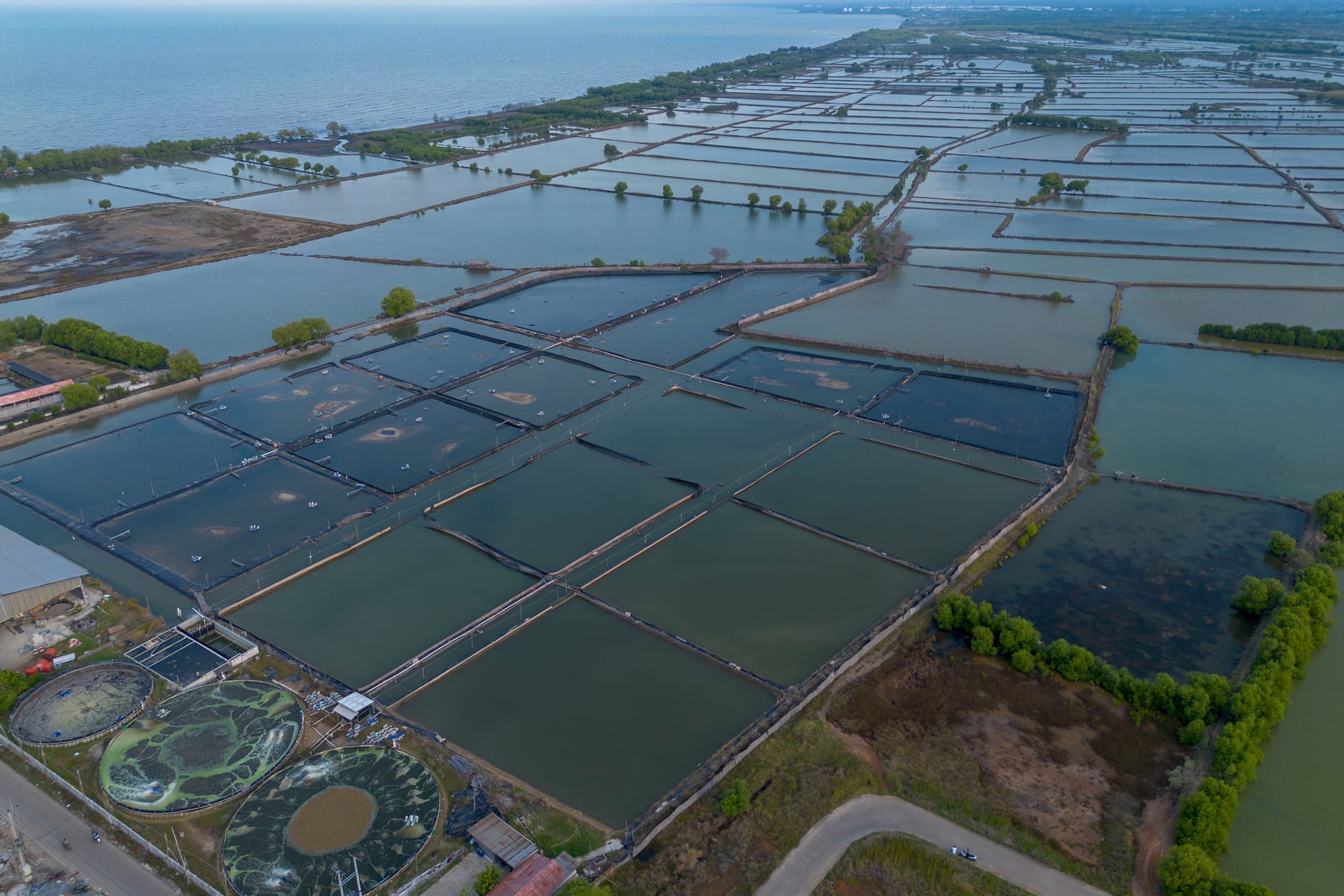 Tilapia Fish Will Be the Primadona of Pantura People's Pond Revitalization