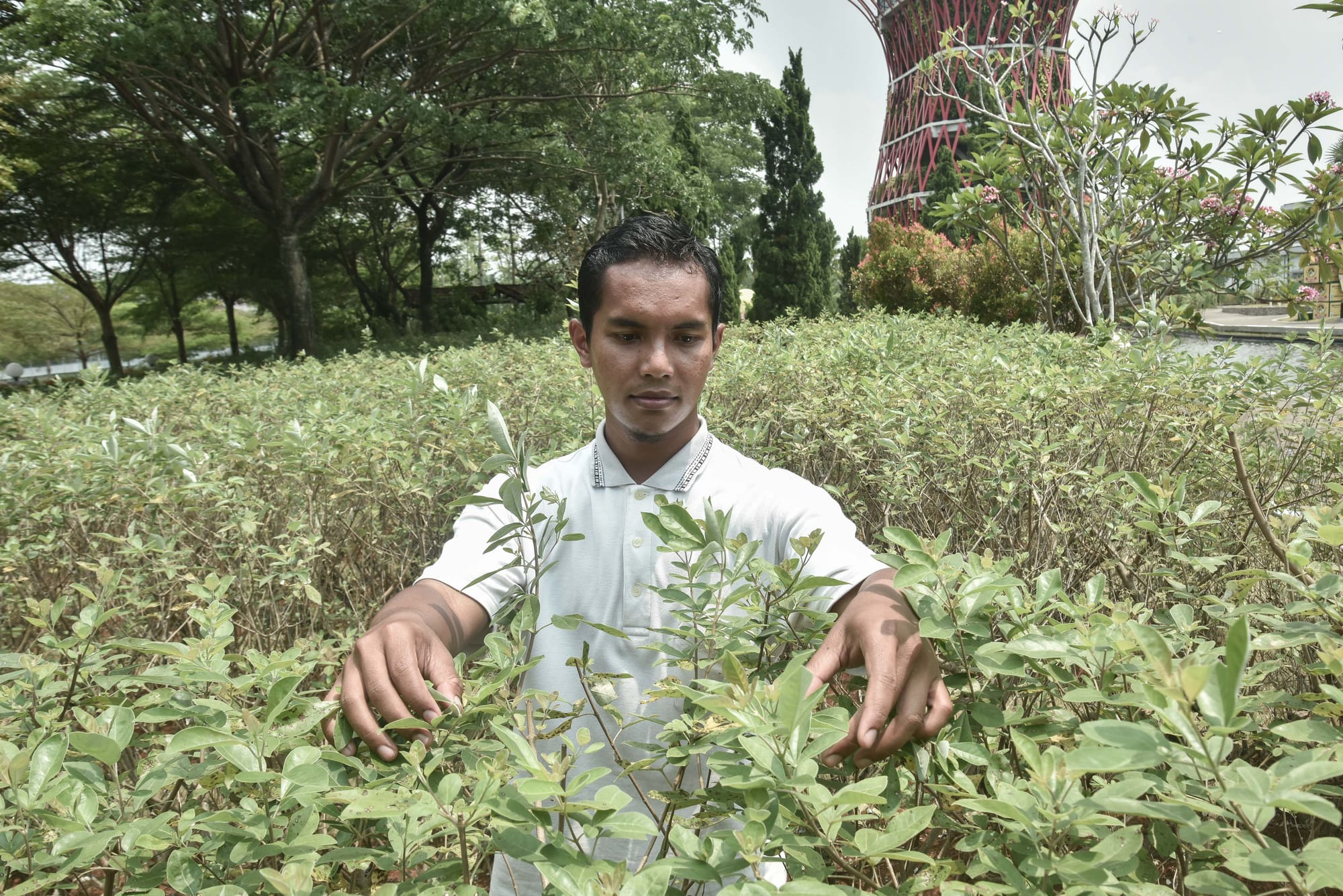 Potensi Besar Obat Herbal Indonesia Menuju Kelas Global