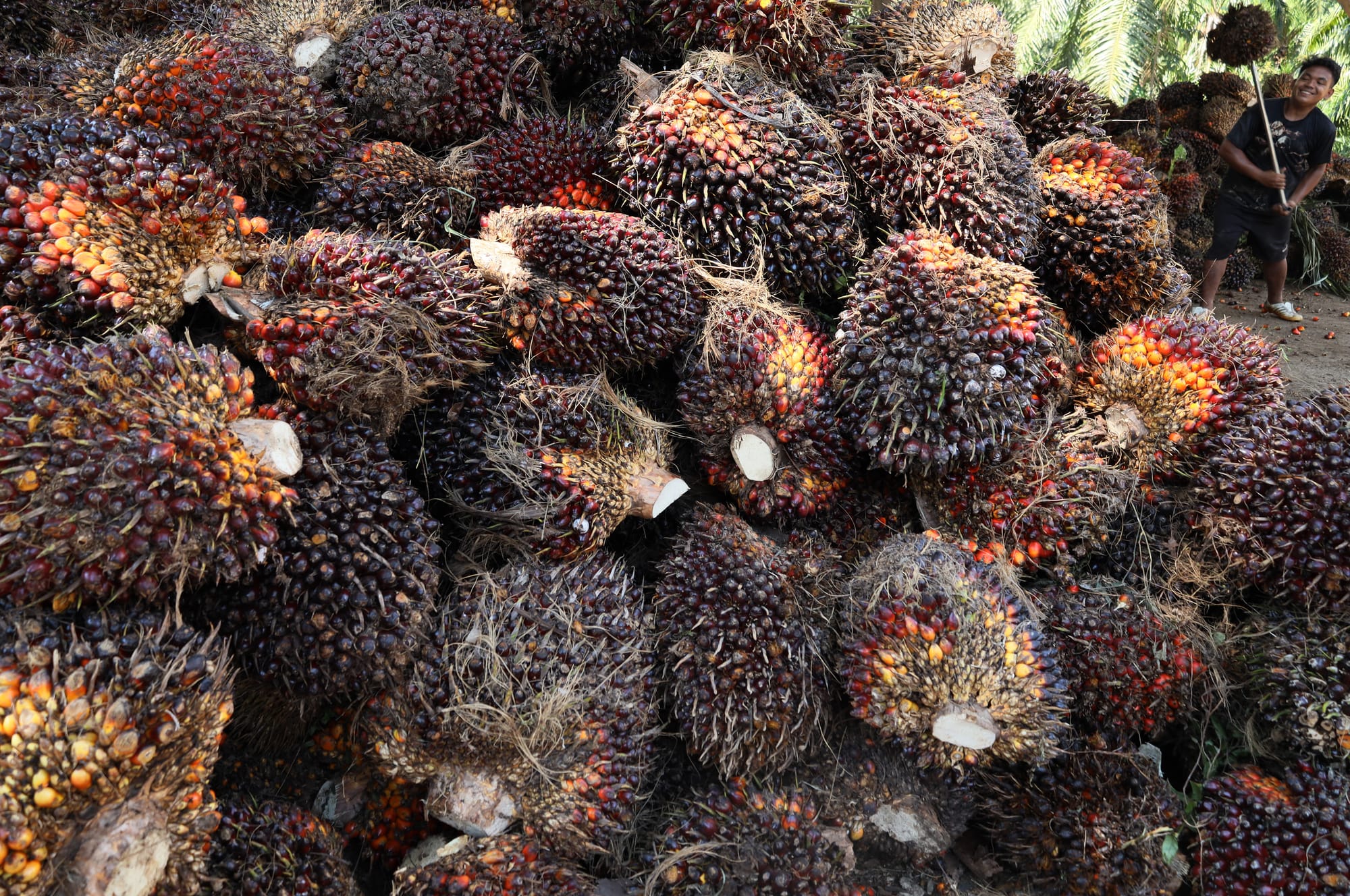 Industri Sawit Cari Peluang Pasar Ekspor Baru ke 3 Negara Afrika