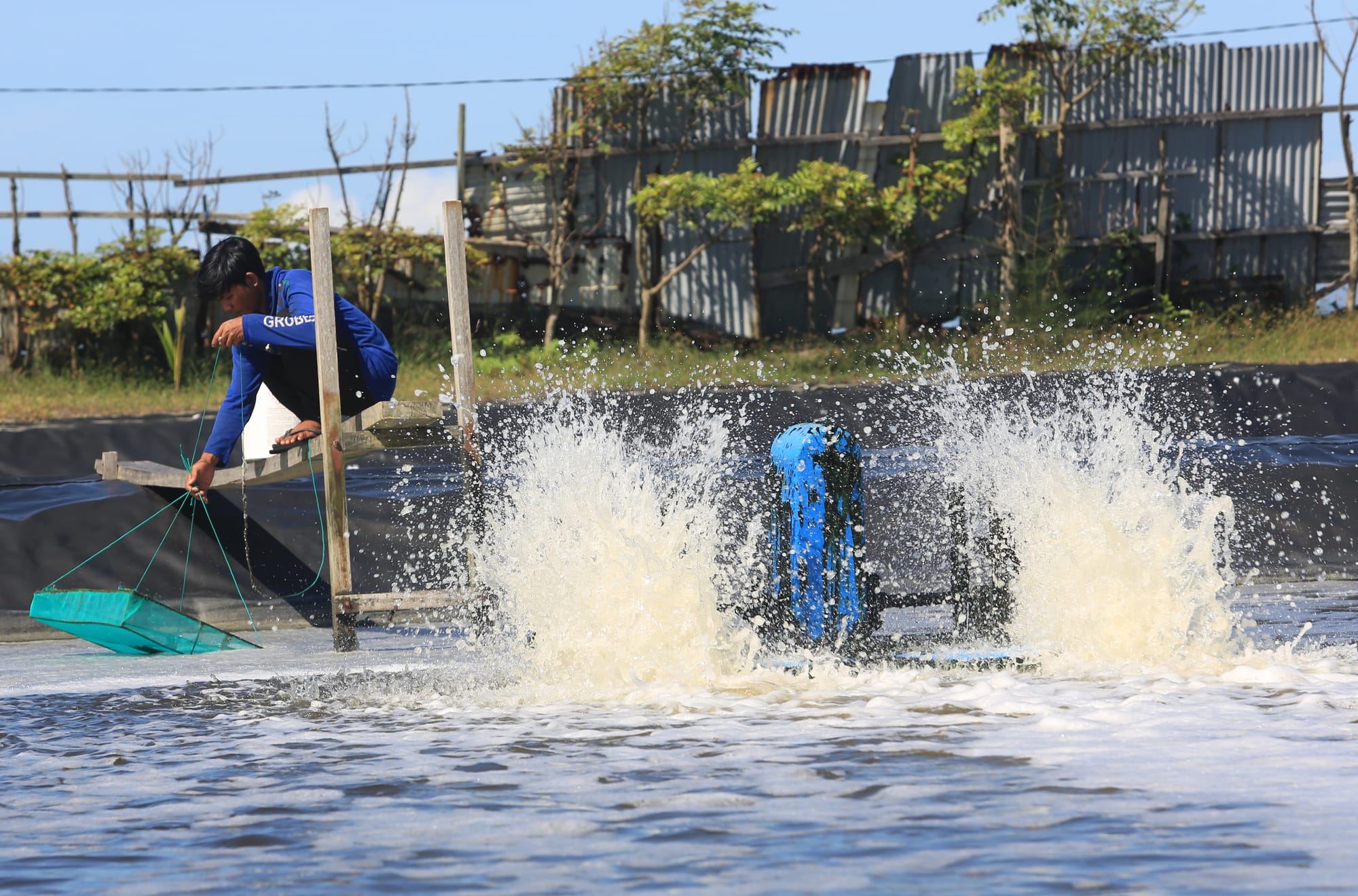 Radiation Shakes the Shrimp Industry (2)