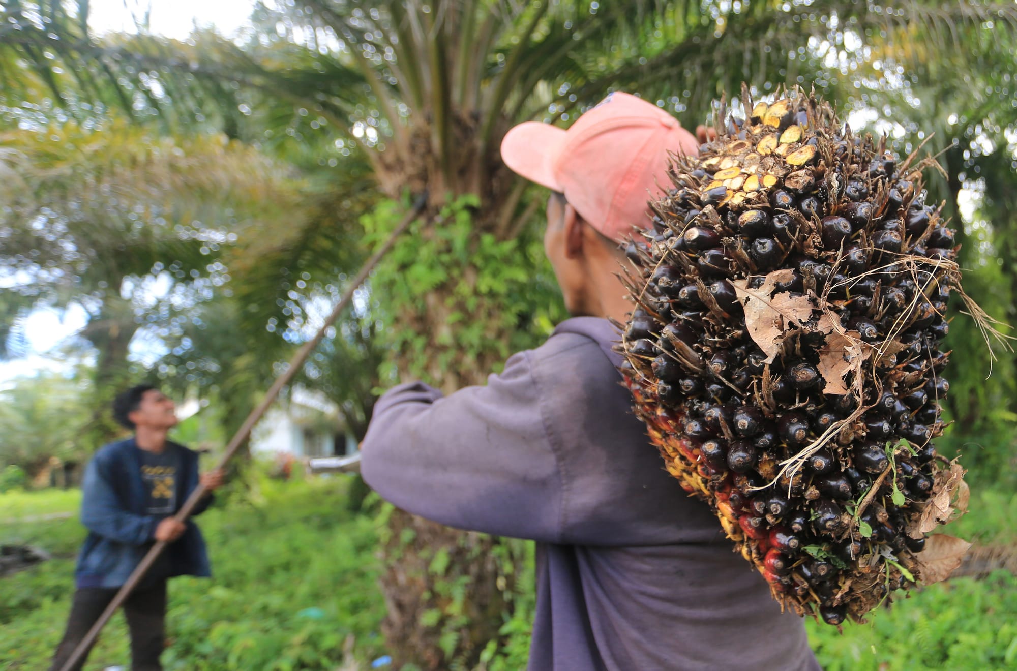Mengapa Sengketa Biodiesel Indonesia dan Uni Eropa Tak Kunjung Usai?