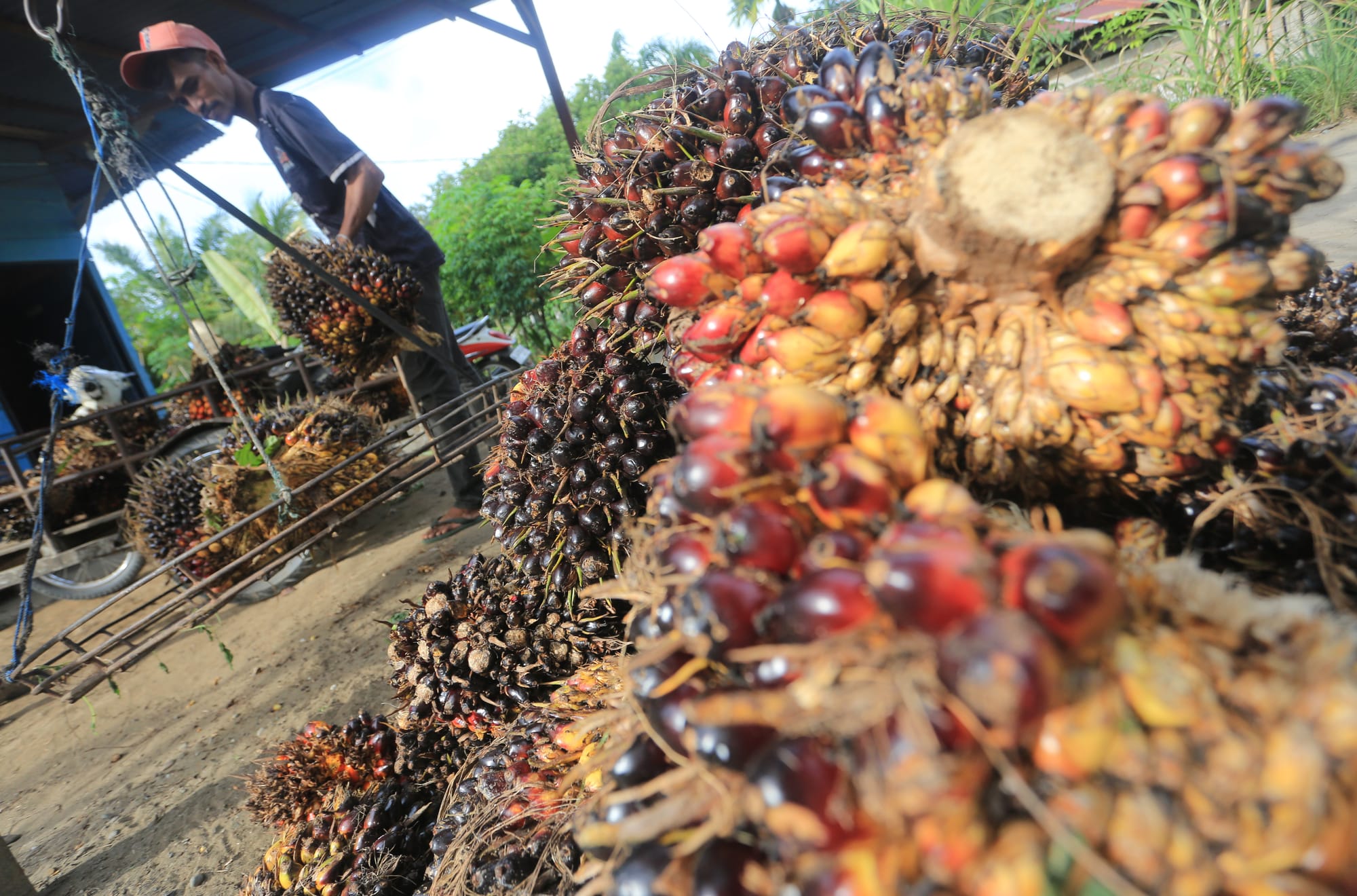 Wilmar Kembangkan Kebun Sawit Plasma di Labuanbatu
