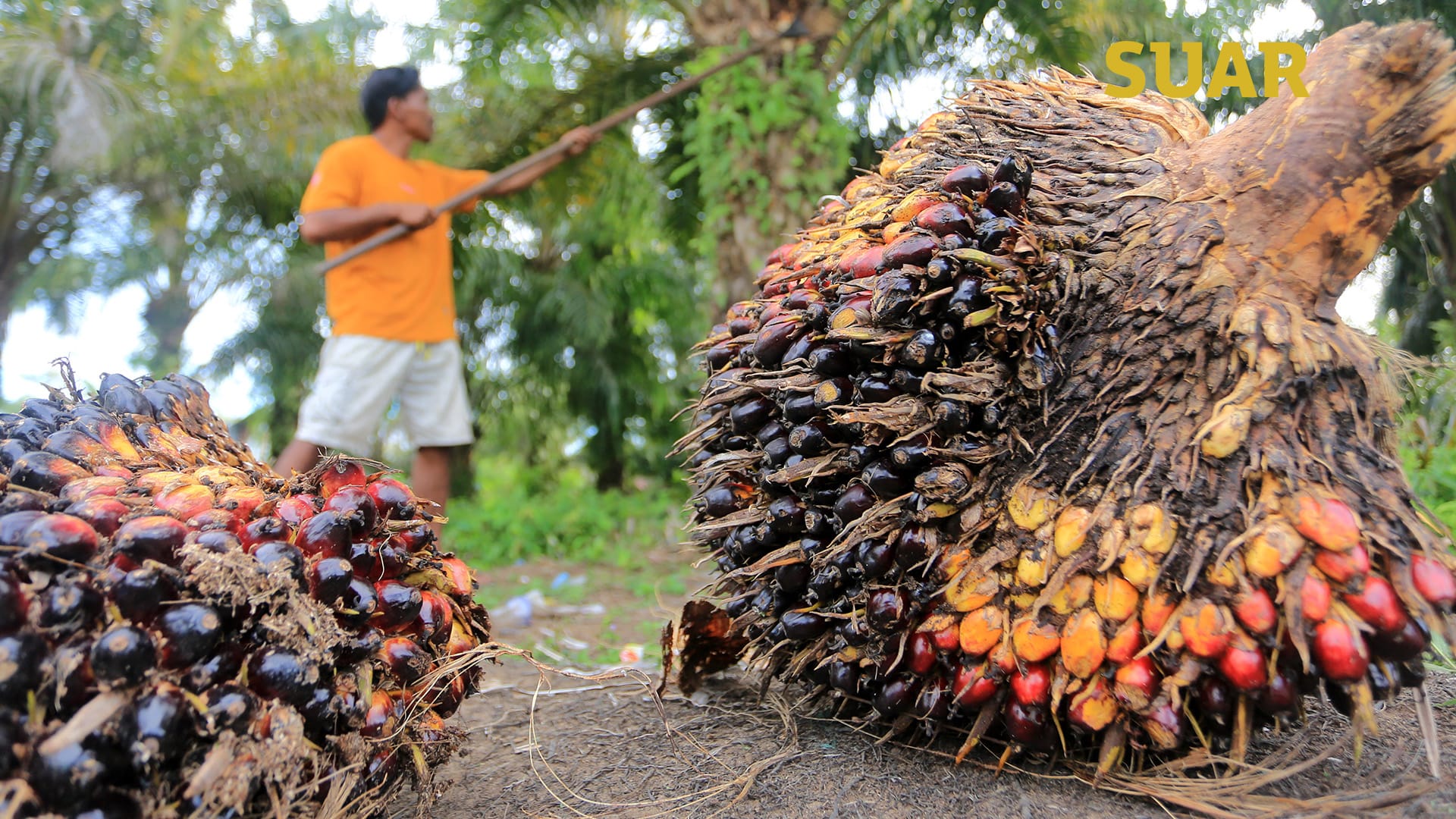 BRIN Gelar Indonesia Palm Oil Expo 2025: Dorong Inovasi untuk Ketahanan Energi dan Pangan