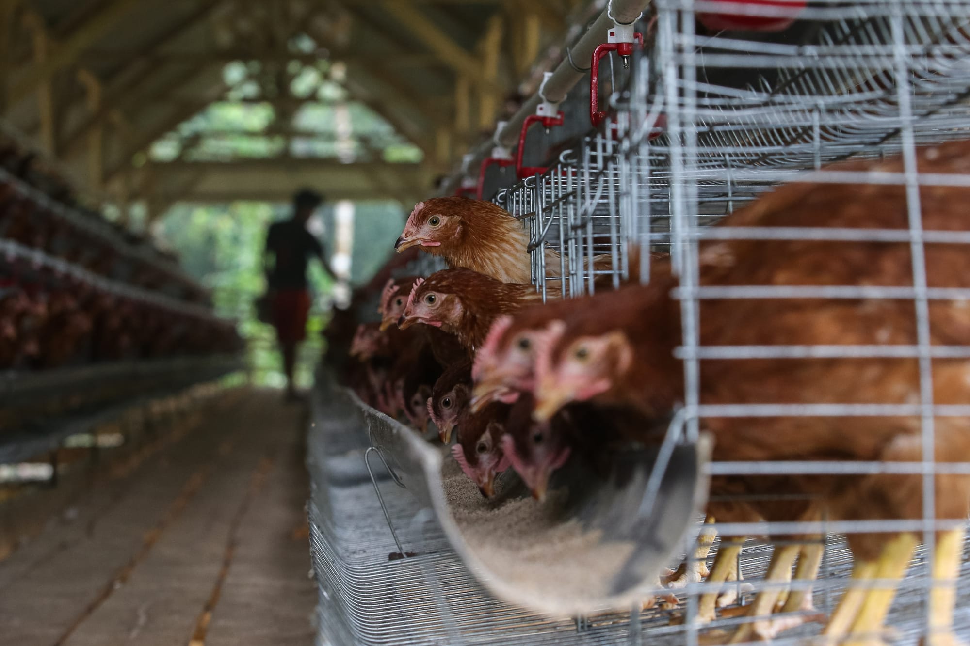 Menilik Rencana Investasi Danantara Senilai Rp20 Triliun untuk Peternakan Ayam
