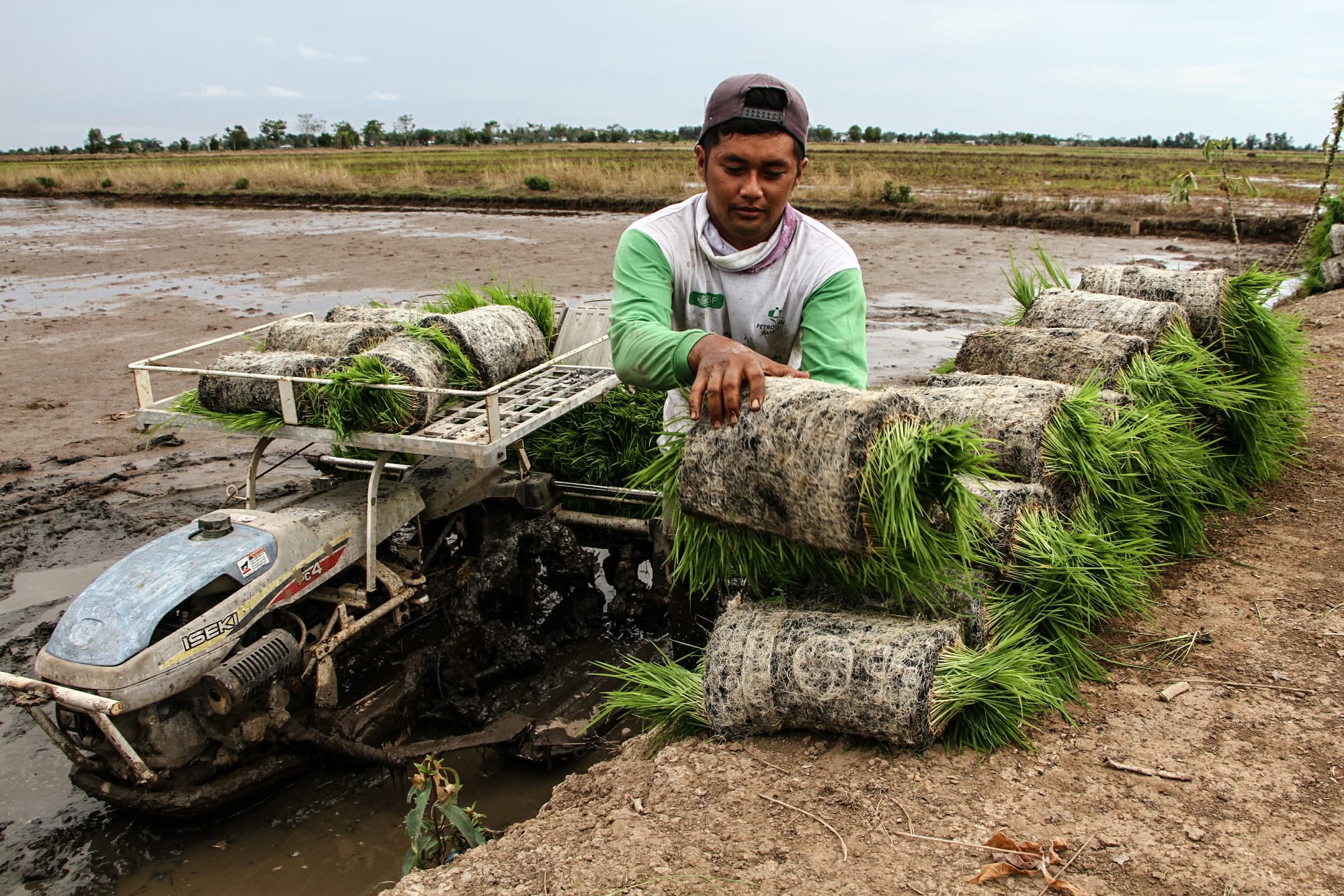 Berbagai Upaya Wujudkan Swasembada Pangan