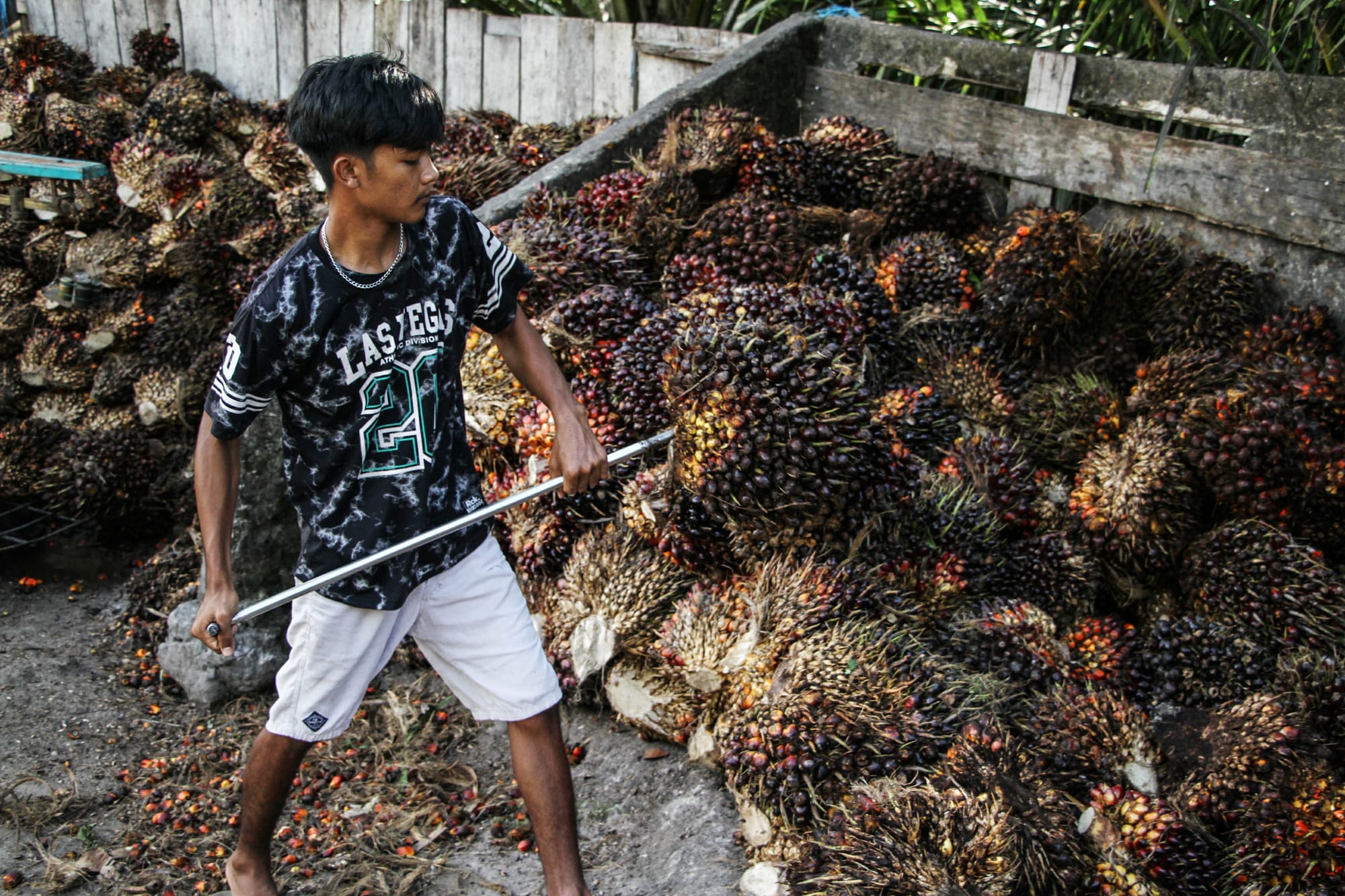 CPO Export Performance Surges, Supported by Cooperation from Various Regions