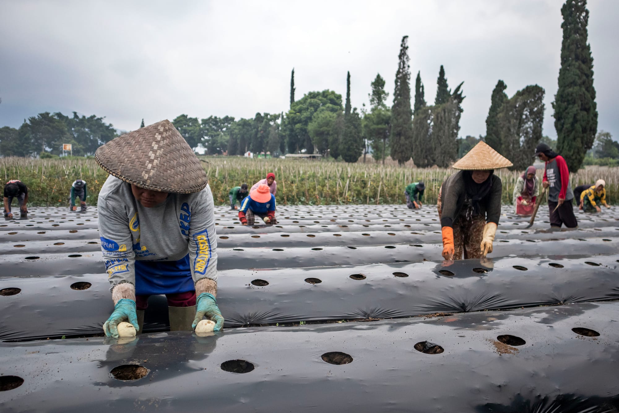 Dampak ICA-CEPA, Kanada Perluas Kerjasama Agrifood dengan Indonesia