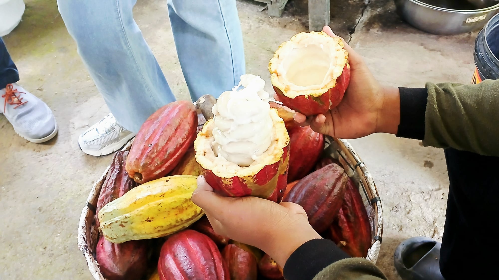 Membuat Kakao Indonesia Berjaya (2)