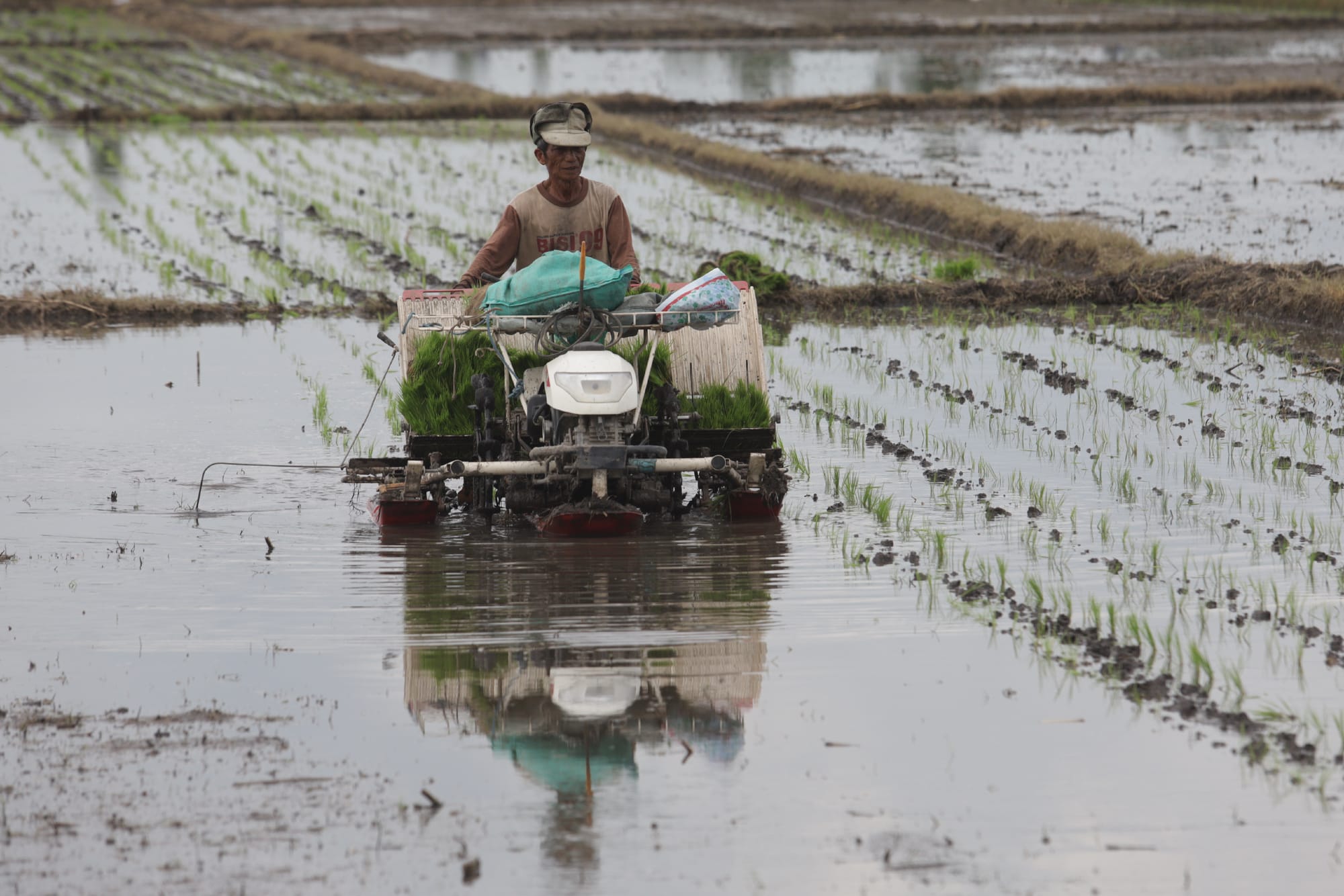 Farmers' Exchange Rate (NTP) Increases, Farmers Need Quality Seeds