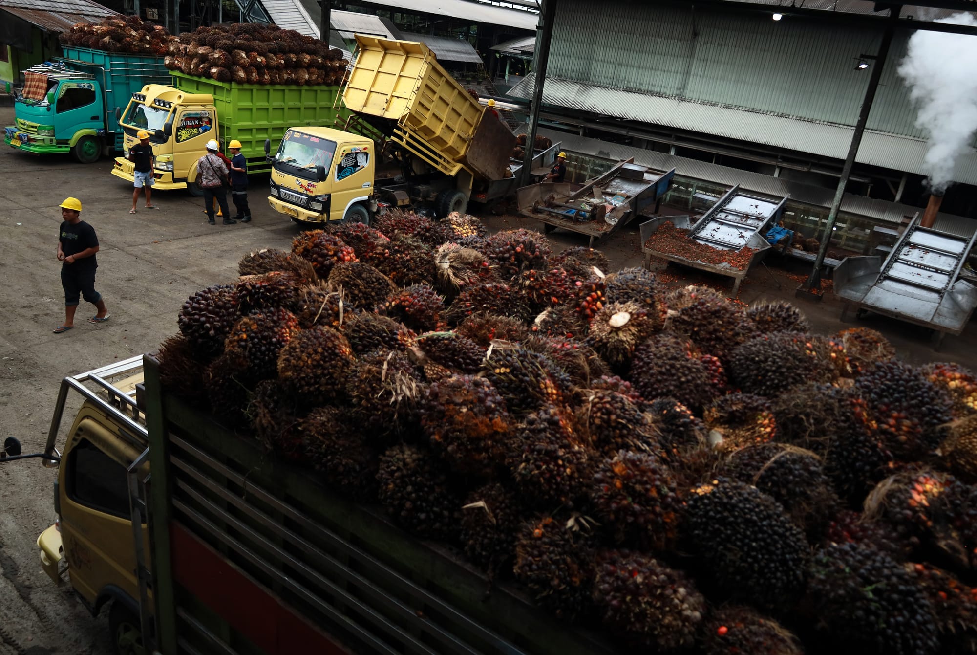 Kabar Baik, Sawit Indonesia Bebas Tarif Ke AS