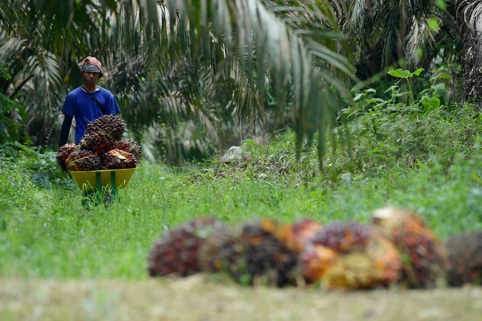 Dari Tanah ke Data, EUDR Jadi Babak Baru Perdagangan Indonesia