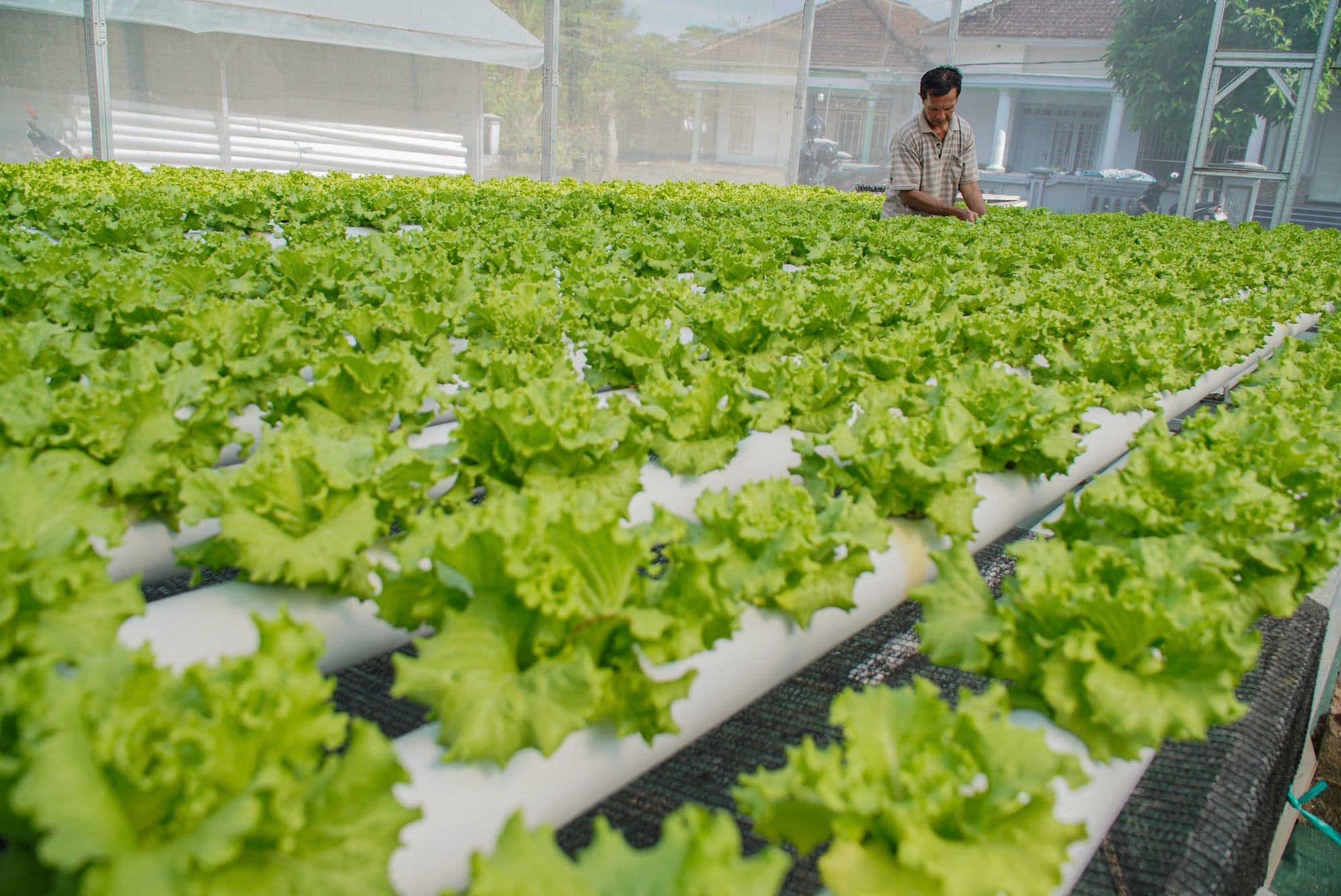 Intensifikasi Kunci Melawan Godzilla