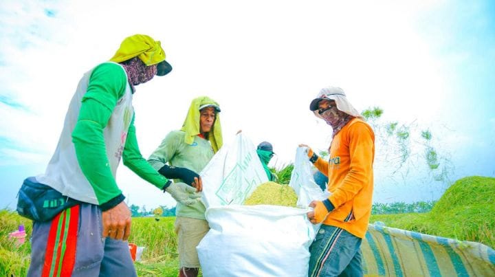 Perkuat Swasembada, Produksi Beras RI Diproyeksi Tembus 25,28 Juta Ton