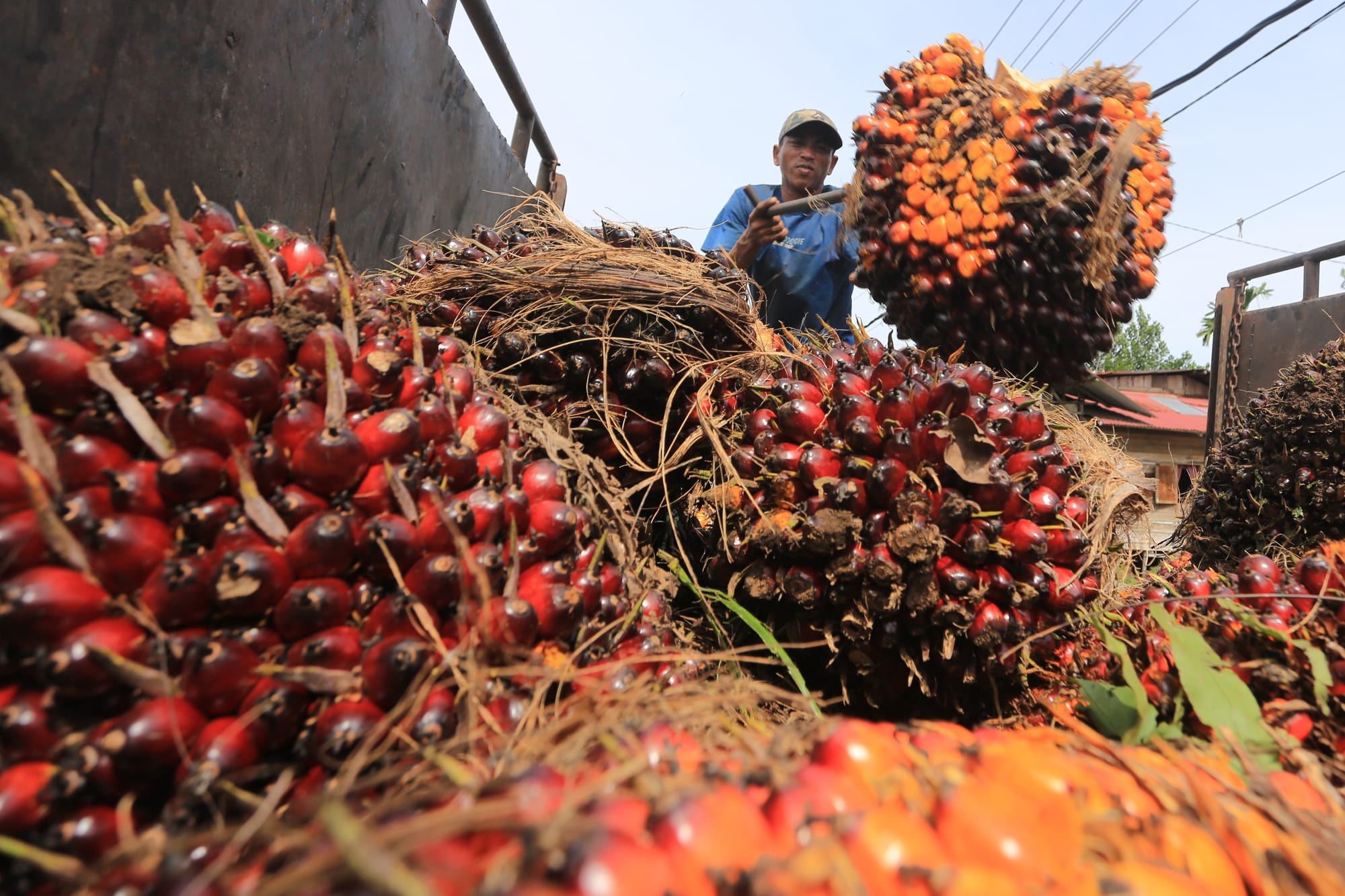 Sukseskan B50, Produktivitas Sawit Rakyat Mesti Dikebut