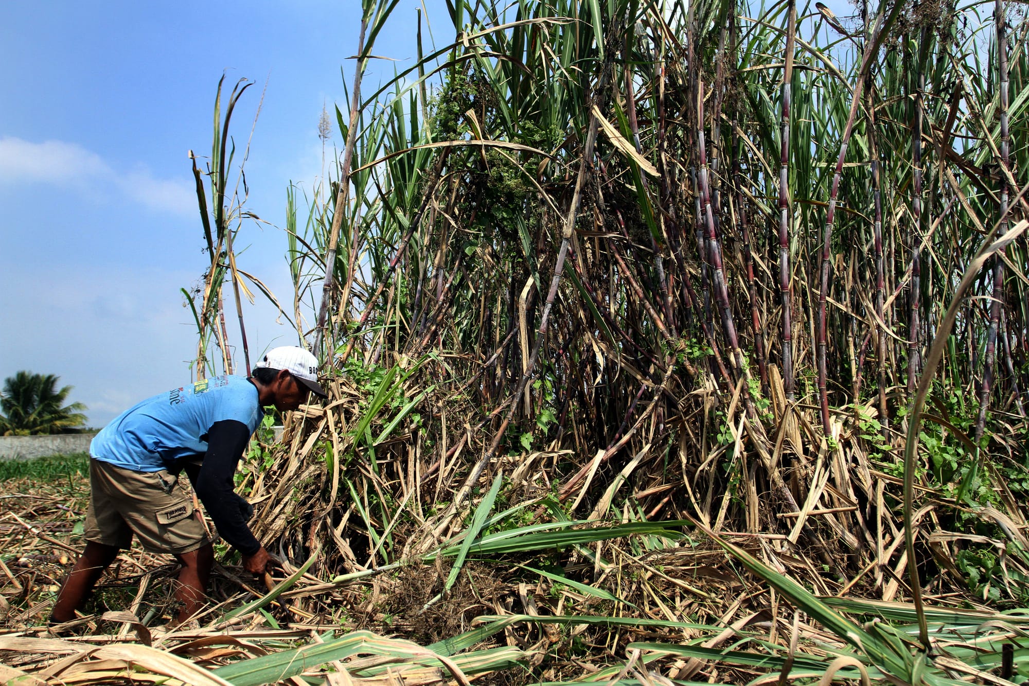 Swasembada Pangan dan Ketahanan Energi dari Hasil Kebun
