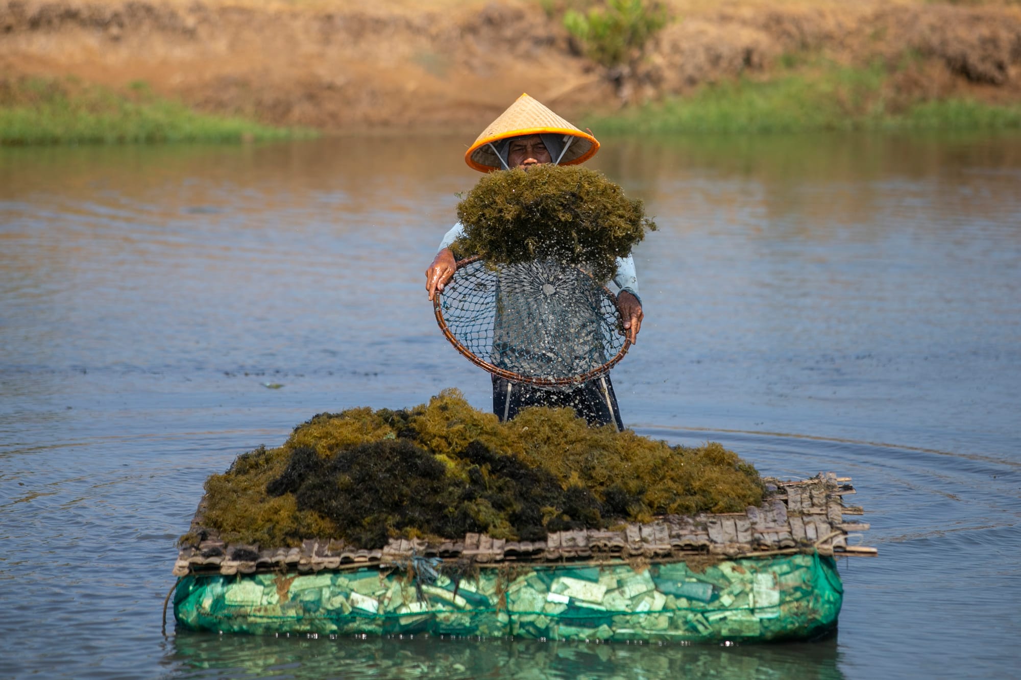 Industri Rumput Laut Hadapi Tekanan, Bappenas Luncurkan Rencana Aksi Nasional