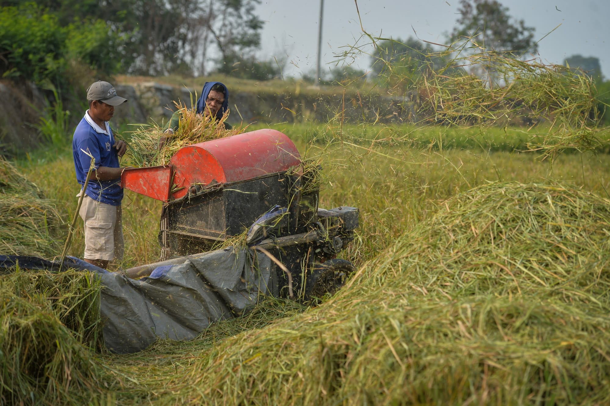 Petani yang Berangsur Kian Sejahtera