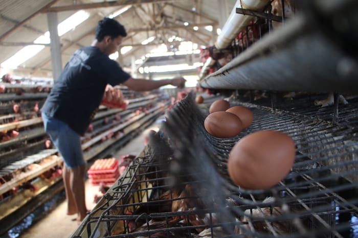 Peternak Minta Pemerintah Stabilkan Harga Telur Nasional