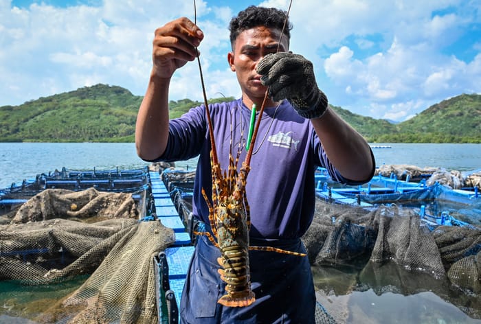 Bocor Rp16 Triliun, Ini Strategi Perbaiki Tata Kelola Niaga Benur