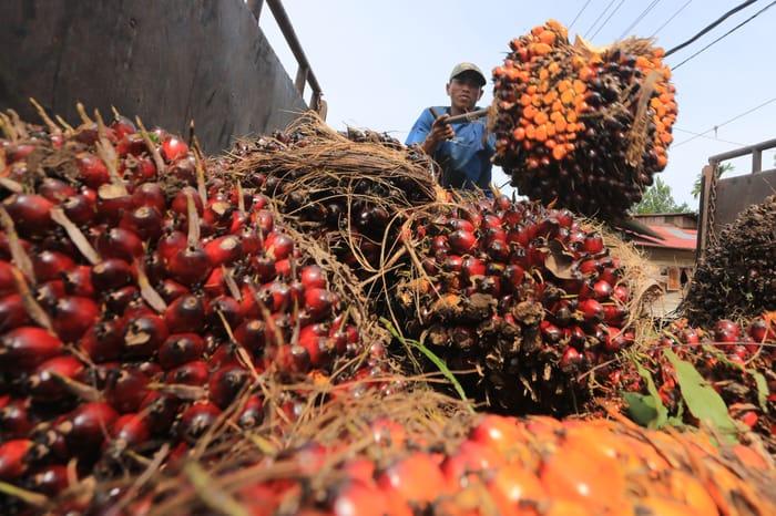 Sukseskan B50, Produktivitas Sawit Rakyat Mesti Dikebut