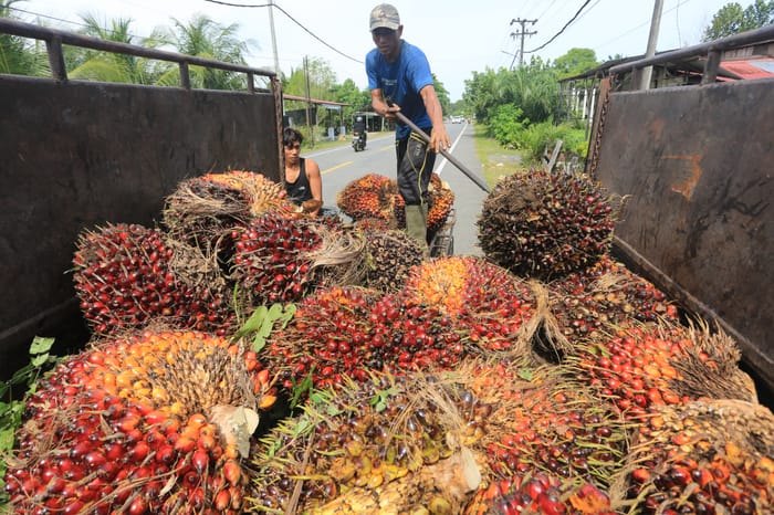 Biomaterial Kelapa Sawit buat Industri Pertahanan hingga Konstruksi