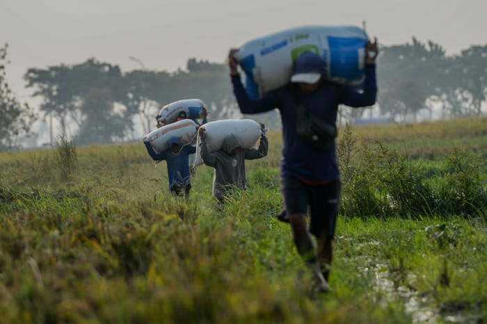 Penyaluran Pupuk Subsidi Meningkat, Namun Belum Optimal