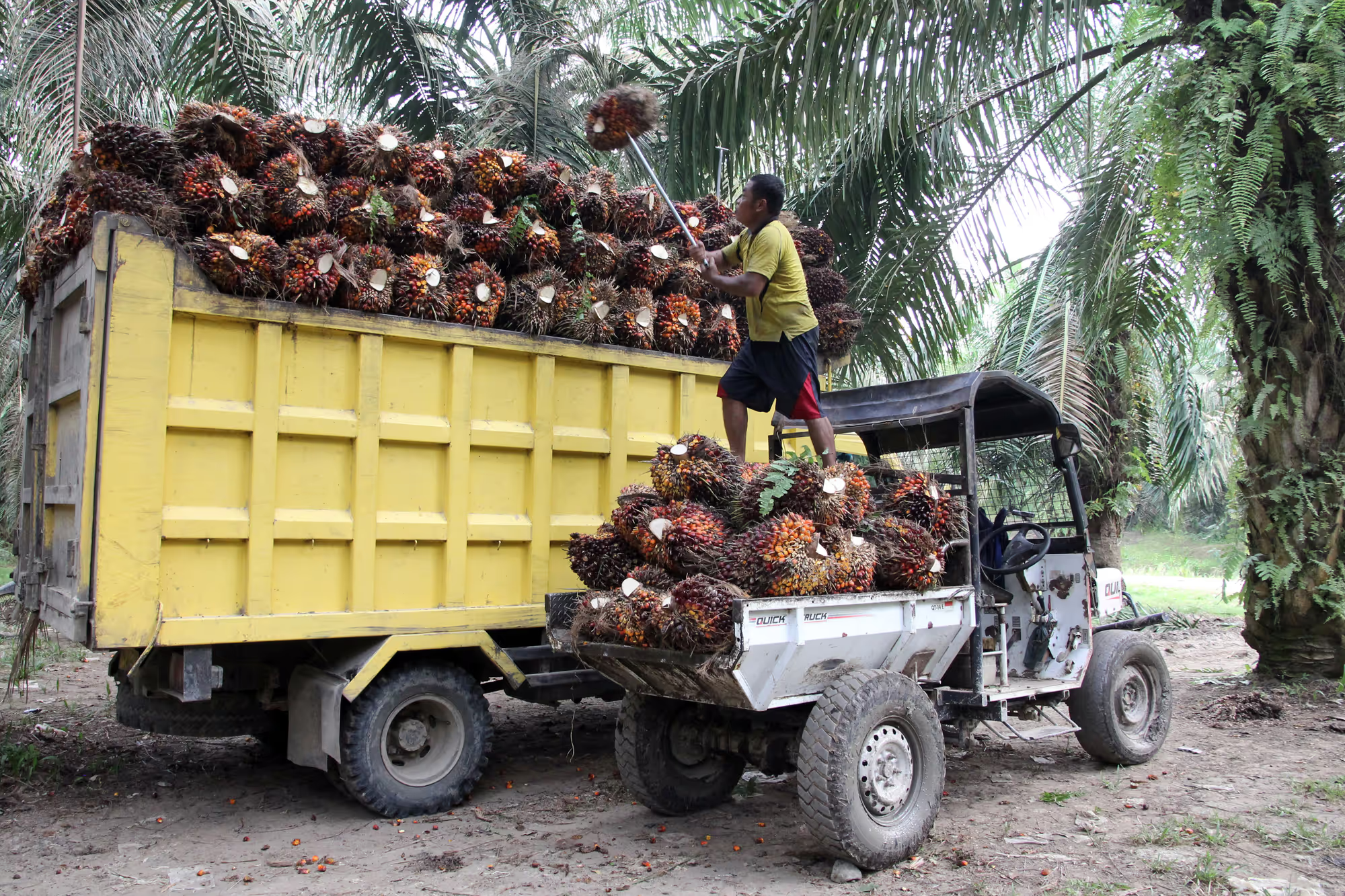 CPO Exports to the U.S. Remain Promising, But Market Diversification Is Needed